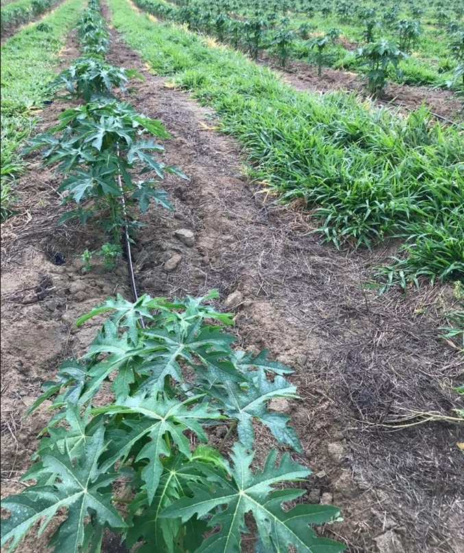 Treinamento de implantação de sistemas agroflorestais