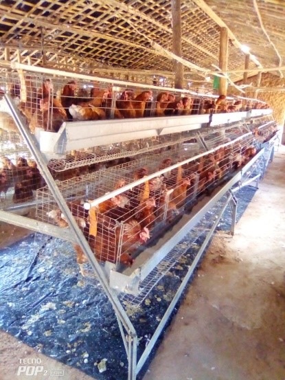 Assistência técnica na Produção e Comercalização de ovos em Marratane
